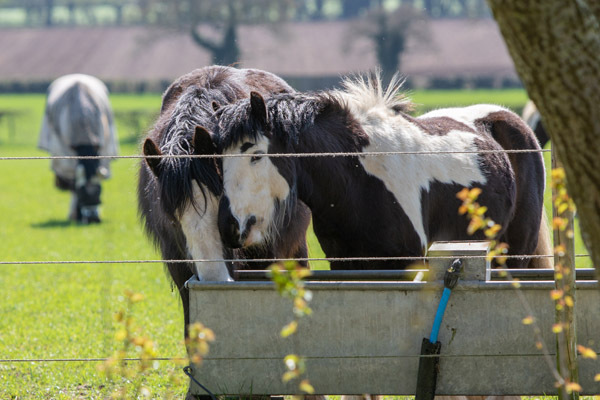 Horses grazing in a field