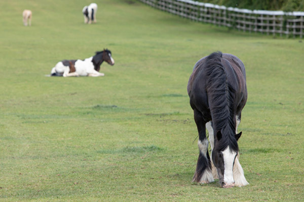 Horses grazing in a field