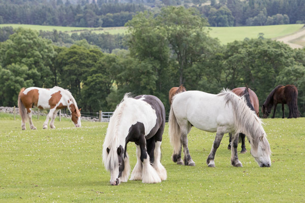 Horses grazing in a field