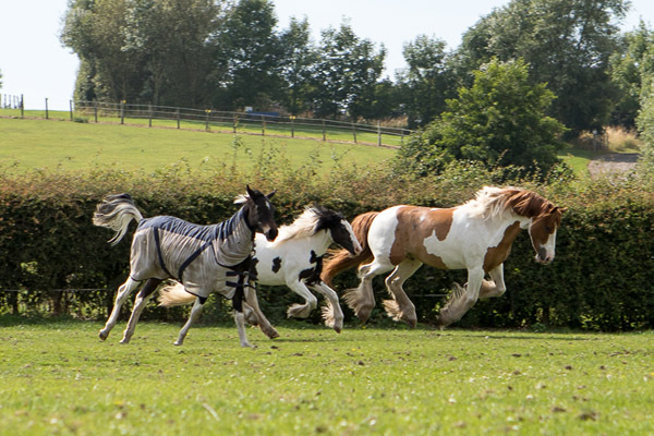 Horses grazing in a field