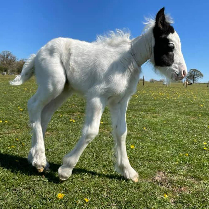 Rose the foal