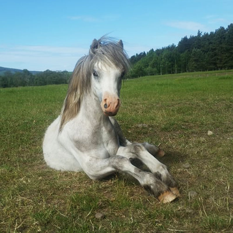 Scalpay layiing down in the field