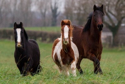 three horses running