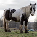 Piebald ponies fly-grazing on a littered muddy field with very little grass and poor fencing