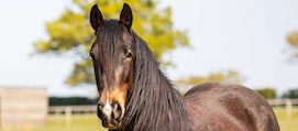 brown horse in field with soft focus background