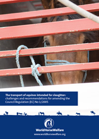 EU report on transport of equines for slaughter report cover