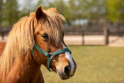 Horse running in a field